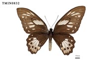 藏品(綠鳥翼蝶)的圖片